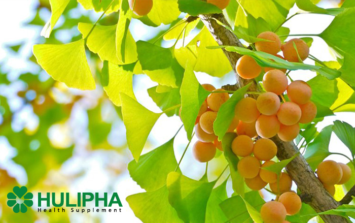 Chiết Xuất Ginkgo Biloba Chứa Các Chất Ức Chế Tự Nhiên Chống Lại SARS-CoV-2